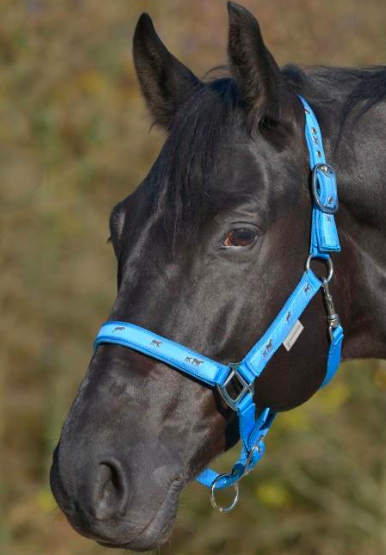 Halter Little Horses - Various Colours