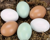 Wooden Poultry Eggs