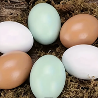 Wooden Poultry Eggs