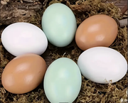 Wooden Poultry Eggs